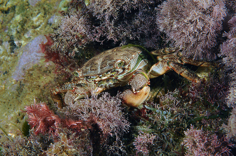 Pachygrapsus marmoratus cambia il carapace